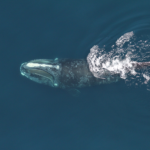 Biden-Harris Administration Announces Over $9 Million for Partnerships to Recover North Atlantic Right Whales